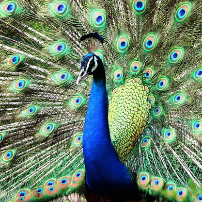 royal peacock inspiration - Papierove